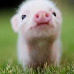 Meet your Posher, Gisselle